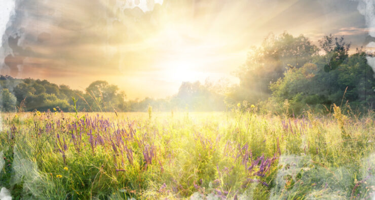 When the Wicked Seem to Flourish: Psalm 73