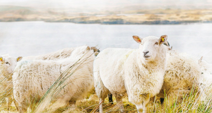 The Shepherd of Psalm 23